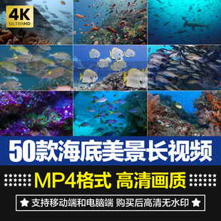 高清海底世界海洋生物鱼群海豚鲨鱼珊瑚潜水特写实拍剪辑视频素材