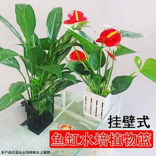 鱼缸绿植挂篮水培红薯篮水培定植篮造景装饰配件古法鱼缸水培挂篮