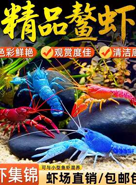 鳌虾观赏虾淡水冷水族耐活体宠物红白蓝色小龙虾火山原生天空蓝魔