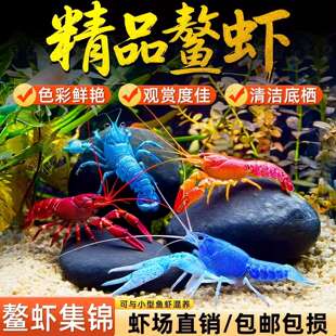 鳌虾观赏虾淡水冷水族耐活体宠物红白蓝色小龙虾火山原生天空蓝魔