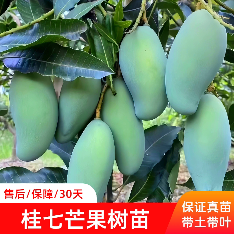 芒果树苗盆栽嫁接果树桂七芒果苗庭院地栽四季好养当年结果