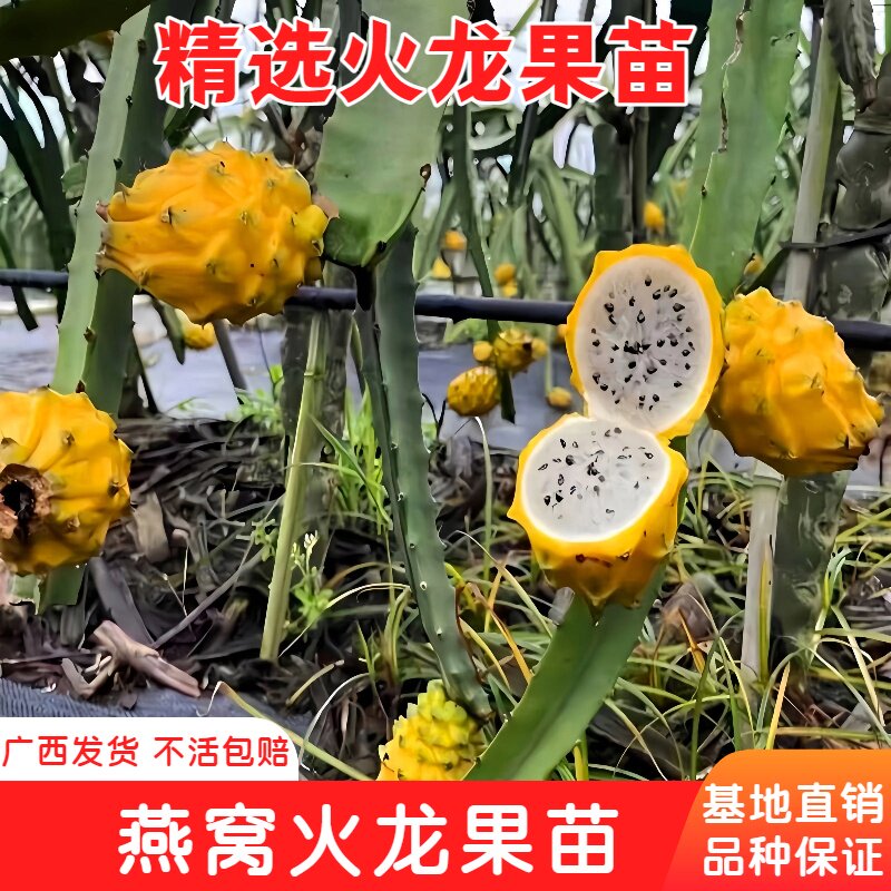 燕窝火龙果树苗嫁接黄皮白肉火龙果苗庭院盆栽地栽四季当年结果