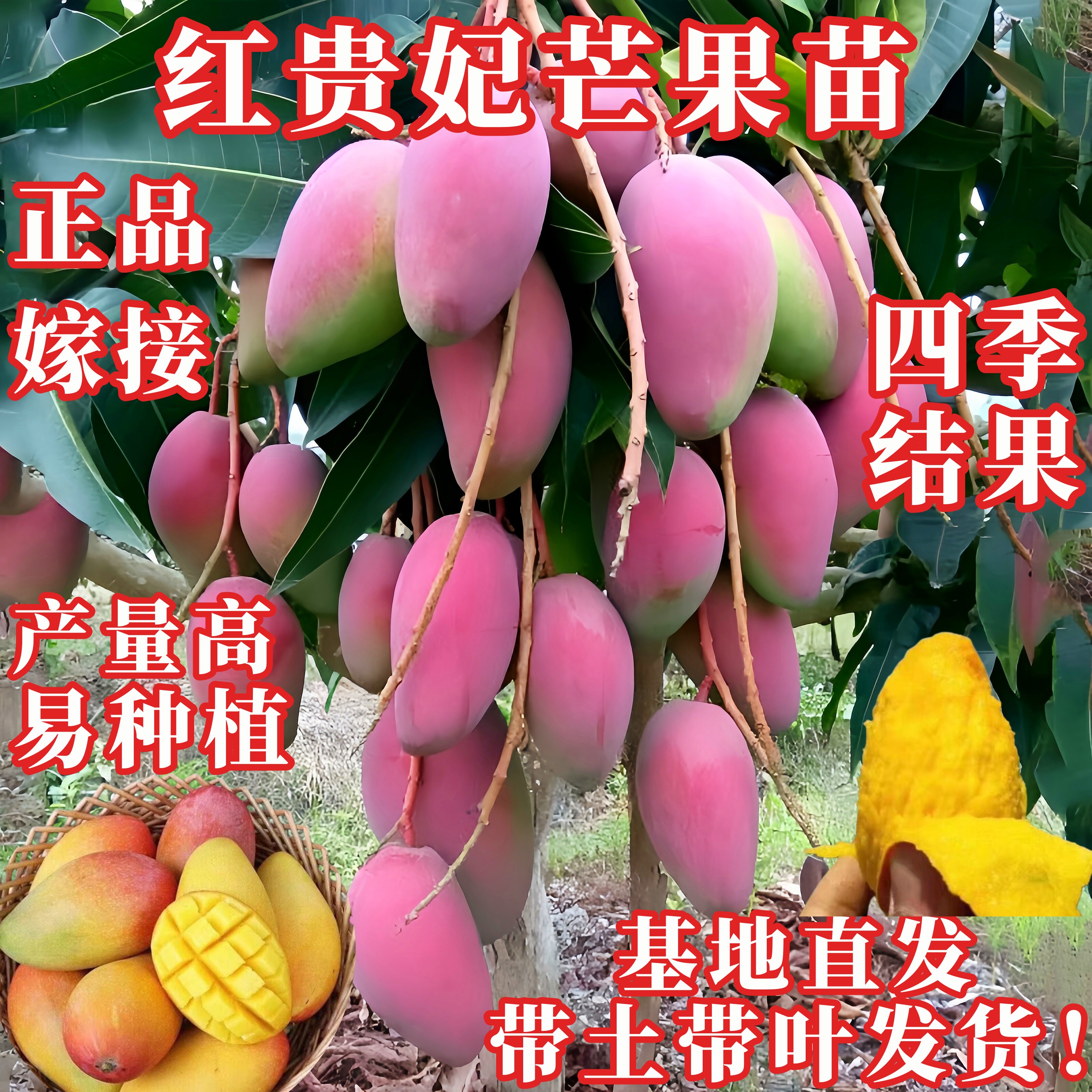 红贵妃芒果嫁接苗四季结果带土