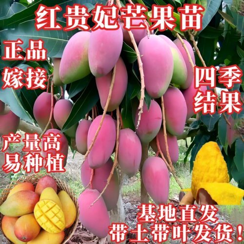 红贵妃芒果嫁接苗四季结果带土