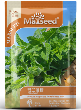 源自欧洲Spearmint荷兰薄荷 多年生绿薄荷阳台四季清香种孑子籽