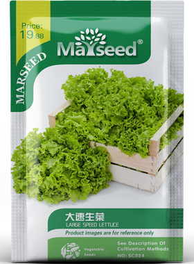 速生大叶大速生菜种子种苗脆嫩清甜新手友好阳台盆栽蔬菜B173