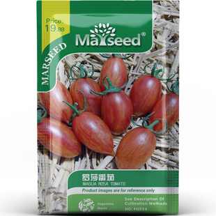 超好看美味罗莎番茄浓郁香甜又多汁高产蔬菜阳台盆栽种子种苗A025