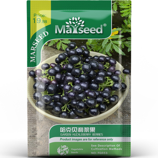 特色哈克贝利浆果种子种苗果实小巧高产生吃果酱皆可易种蔬菜B035