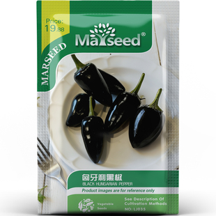 匈牙利黑椒种子种苗油亮黑皮椒脆嫩甜辣适中紫花紫脉观赏蔬菜C218