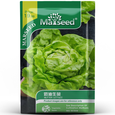 甜美奶油生菜叶片顺滑蜜香浓郁爽口又柔嫩阳台盆栽易种植种孑子籽