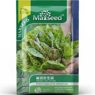 独特褐色斑点雀斑叶生菜种子种苗脆嫩多汁清甜营养新手蔬菜B184