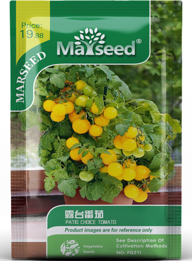 获奖微型露台番茄鲜黄色樱桃水果蔬菜温和清爽小空间种子种苗A109