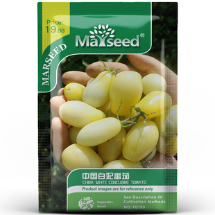 超甜滴国产奶油白妃樱桃番茄高糖多汁抗性强丰产庭院盆栽种孑子籽