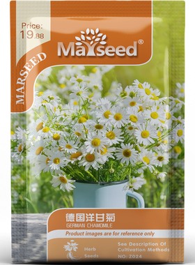 清雅淡雅德国洋甘菊精巧好观赏阳台盆栽庭院造景香草种子种苗A154