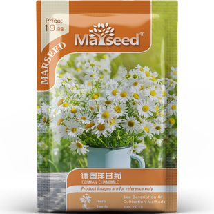 清雅淡雅德国洋甘菊精巧好观赏阳台盆栽庭院造景香草种子种苗A154