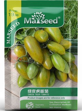 珍稀品种绿皮虎番茄种子种苗果肉饱满风味独特盆栽蔬菜B021
