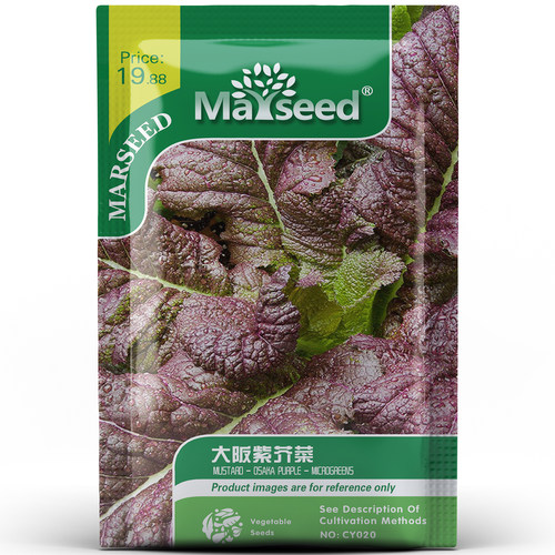 进口日本特色大阪紫芥菜种子