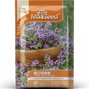 香草界能手直立百里香种子种苗香气浓郁家庭园艺厨房调味品种A148