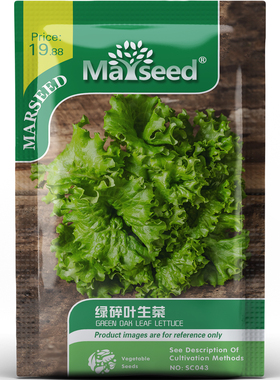 清新百搭绿碎叶生菜入口软滑摆盘又精巧蔬菜阳台盆栽种子种苗A192