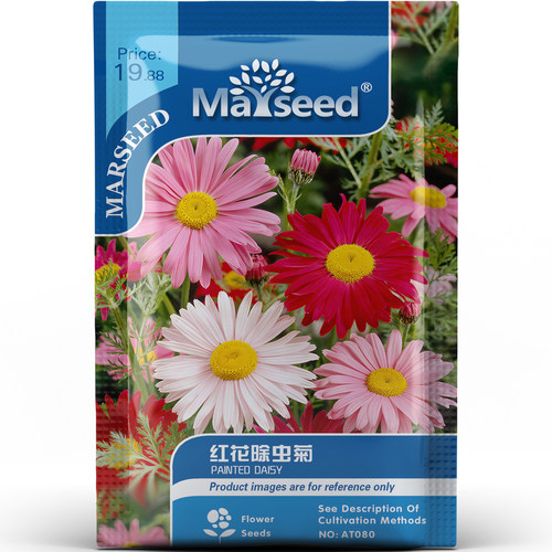 混色好看红花除虫菊美化驱蚊驱虫阳台盆栽庭院易养活花卉种子种苗
