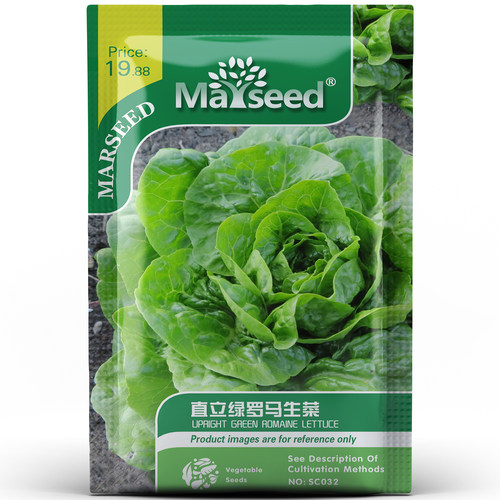 脆嫩多汁直立绿罗马生菜叶片紧凑春秋家庭种植餐厅沙拉菜种孑子籽