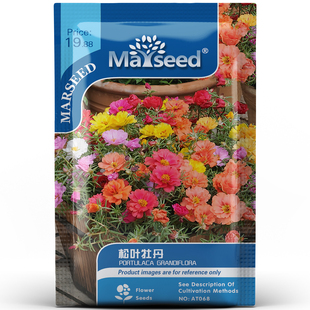 复瓣混色芍药系列松叶牡丹打造阳台花海庭院花境观赏花卉种子种苗