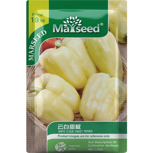 【新品推荐】好吃的奶油云白甜椒种子  味道脆甜温和蔬菜庭院籽孑