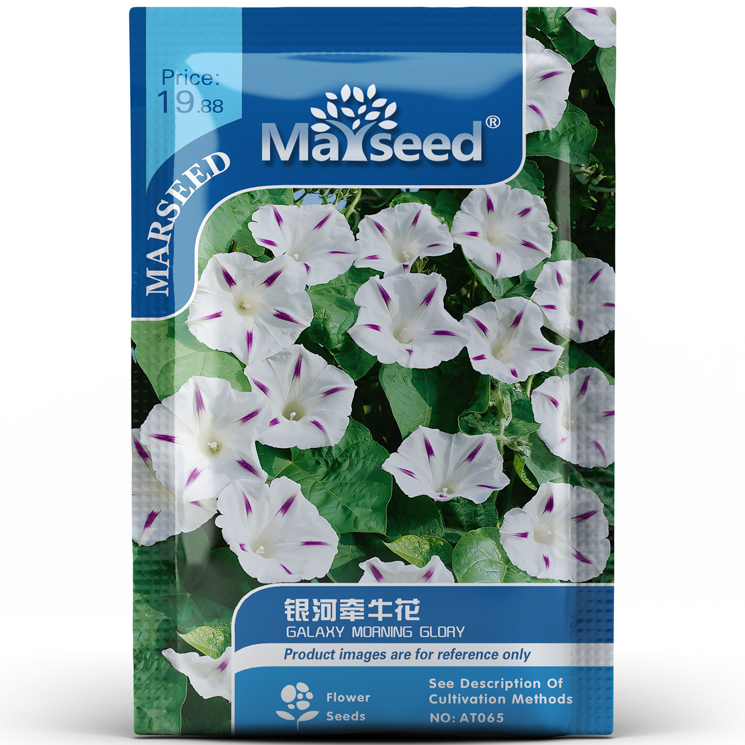 稀有白色精灵银河牵牛花爬藤爬墙喇叭花庭院绿化缠绕花卉种子种苗