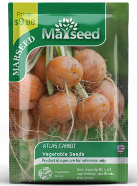 【MARSEED火星家】传家宝PARISIAN Carrot 巴黎人胡萝卜种子籽苗