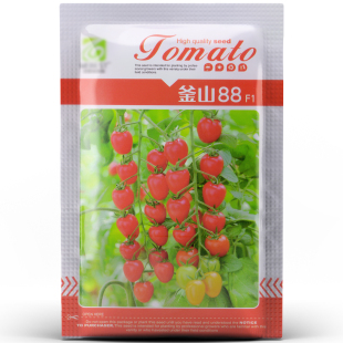 【超甜系列】韩国正品釜山88玲珑果小番茄千禧圣女果种子籽苗高产
