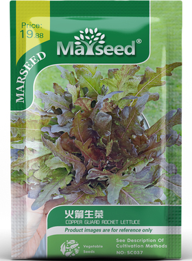 西餐厅同款火箭生菜鲜嫩产量高种子种苗春秋阳台花园家庭盆栽A186
