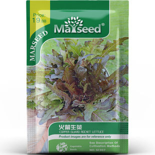 西餐厅同款火箭生菜鲜嫩产量高种子种苗春秋阳台花园家庭盆栽A186