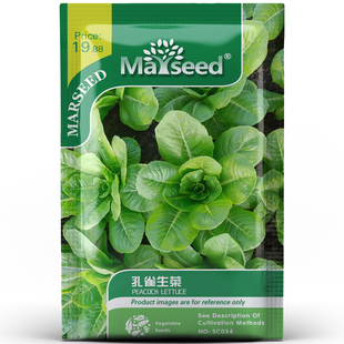 好看鲜美孔雀生菜脆嫩爽口植株优美似雀尾羽阳台菜园点缀种孑子籽