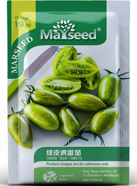 美国获奖品种绿皮虎番茄口感浓郁春秋播种好管理蔬菜种子种苗A024