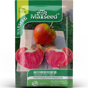 古老特色匈牙利心形番茄果肉厚实醇厚蔬菜庭院春秋播种子种苗A063