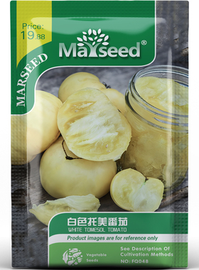 老式风味白色托美牛排番茄种子种苗果肉厚实清甜又抗性强蔬菜A034