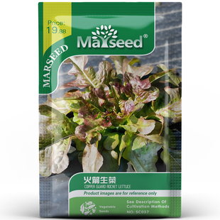 新奇叶直立铜卫兵火箭生菜清脆爽口株型紧凑庭院盆栽易活种孑子籽