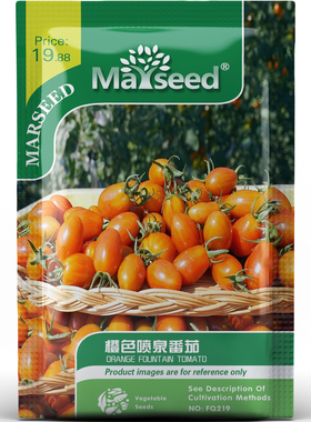 高产好吃橙色喷泉番茄清甜多汁颜值高丰收小果园蔬菜种子种苗A010