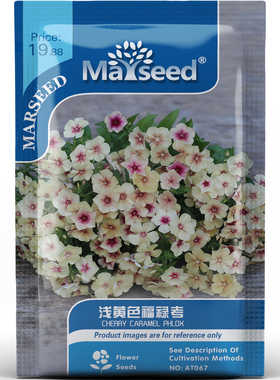 清新淡雅浅黄色福禄考花卉阳台盆栽庭院高产装饰花卉种子种苗