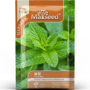 清香回甘薄荷香草翠绿叶片西餐装饰净化空气阳台盆栽种子种苗A147