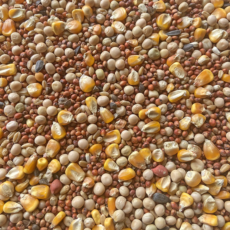 5斤装有玉米鸽子粮赛飞营养饲料鸟食信鸽观赏鸽肉鸽子粮食包邮,宠物/宠物食品及用品,鸟食,淘宝优惠券,粉丝福利购,淘宝优惠卷