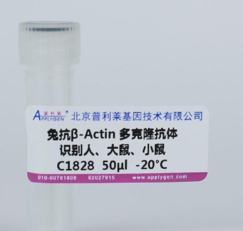 普利莱 兔抗β-Actin 多克隆抗体 识别人 大鼠 小鼠 C1828