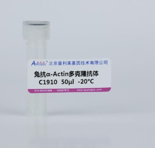 普利莱 兔抗α-Actin 多克隆抗体 C1910-50/C1910-100
