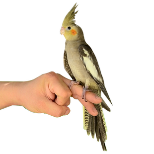 玄凤鹦鹉活体会学说话手养宠物黄化玄凤一对可繁殖鸟活物鹦鹉活鸟