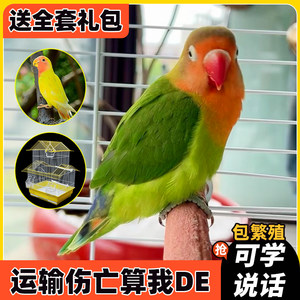 费氏牡丹鹦鹉活鸟活物手养黄桃绿桃小鸟会学说话宠物家养成年繁殖