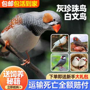 【送鸟粮】观赏鸟幼灰珍珠鸟繁殖白文鸟宠物鸟手玩鸟活体一对珍珠