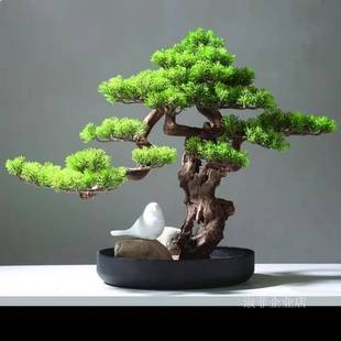 龙柏盆景真树地柏松树植物室内花卉绿植好养四季客厅柏树盆栽植物