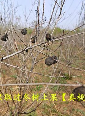 正宗野生桃枭恋枝毛桃核