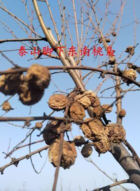 桃枭斜驱百魅升气场佛珠手串桃核恋枝桃奴经冬不落招财转运压惊避