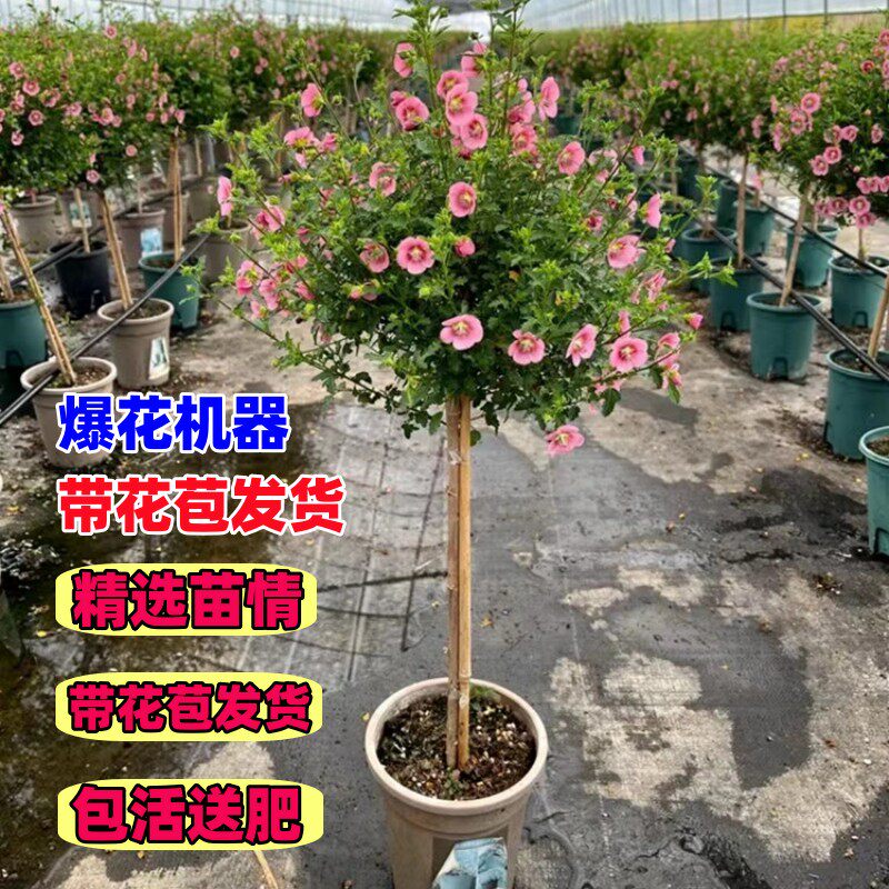 小木槿棒棒糖形花苗花量多好养图片